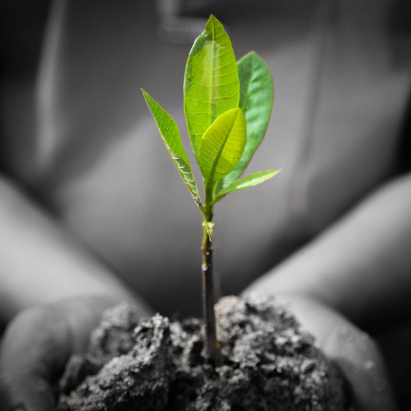 Two hands holding soil and a small green plant, symbolizing eco-friendly cleaning practices and environmental care in Salt Lake City